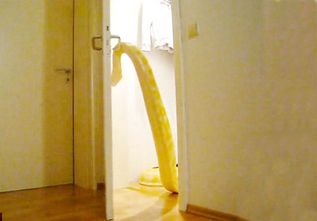 Giant Python Snake Opens Door Hot Buzz