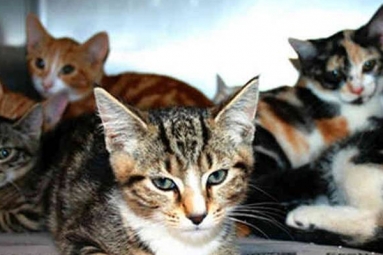 Australian woman locks 14 cats in house until they ate each other!