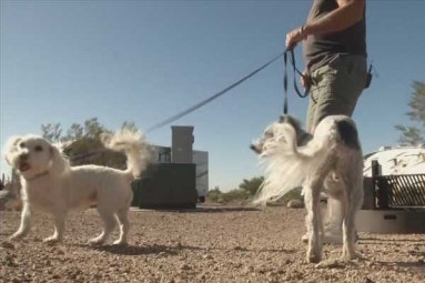 Authorities of Arizona Health Warn Residents about Rise in Animal Rabies Cases