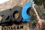 Culiacan Zoo, nurseries and aquariums, animals abandoned during coronavirus lockdown are rescued by a zoo in mexico, Plight