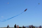 Arizona Events, Arizona Events, basant mela pico, Basant mela