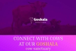 Arizona Upcoming Events, Arizona Current Events, connect with azgoshala cows, Shobana