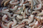 fishing, Indian shrimp ban, indian shrimp faces threat of ban in u s, Arabian sea