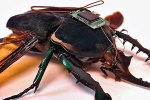 Robotized Cockroaches breaking news, Robotized Cockroaches updates, insects robotized to hunt for survivors in a collapsed building, Robotized insects