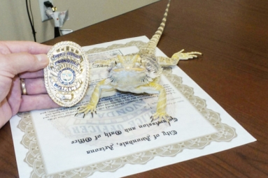 Lizard promoted as Police officer in Arizona