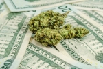 Medical Marijuana generated Millions in Arizona, Sales of medical marijuana in Arizona, medical marijuana generated millions in arizona, Giving tree wellness center