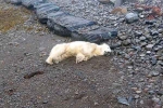 Polar Bear In Iceland latest, Polar Bear In Iceland latest, polar bear appears in iceland for the first time in 8 years, Scientists