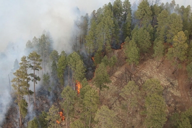 Rattlesnake Fire Burns 11,000 Acres Overnight Spreading Across Eastern Arizona