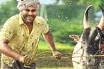 Sreekaram release news, Sreekaram news, sharwanand s sreekaram trailer released, Sreekaram