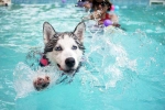 Dog Fitness doctor, Dog Fitness research, how can swimming boost your dog s fitness, Info