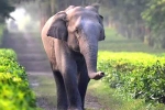 elephants, corridor, tamed elephants in india to get unique identification numbers like aadhar, Public interest litigation