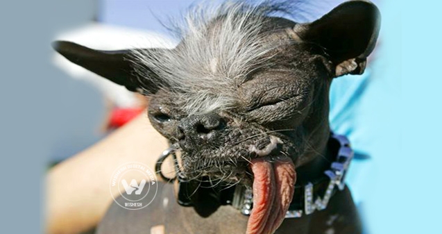 World&#039;s ugliest dog is dead