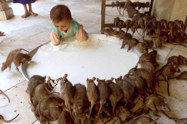 20,000 rats worshipped in Indian temple},{20,000 rats worshipped in Indian temple