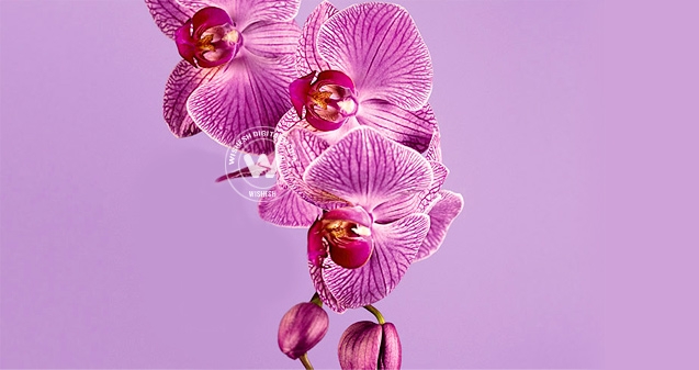 Radiant Orchid is the color of 2014},{Radiant Orchid is the color of 2014