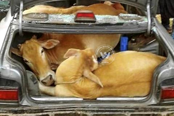 Thieves escaping with cow full of cars arrested