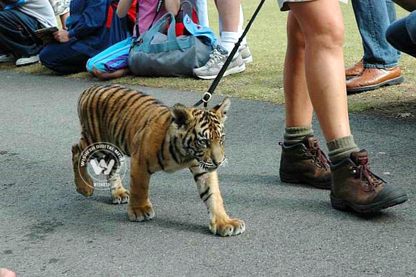 Man takes tiger to a bar},{Man takes tiger to a bar