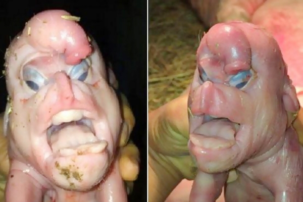 human like piglet born with penis on its head},{human like piglet born with penis on its head