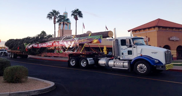 Tallest Christmas tree enters Phoenix