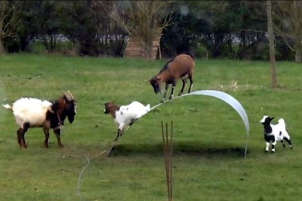 Guess how goats entertain themselves?},{Guess how goats entertain themselves?