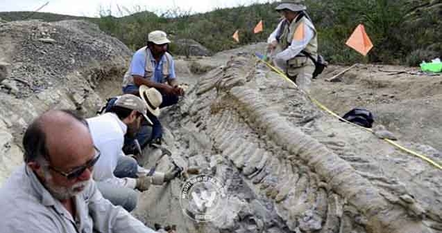 Fossilised remains of 72 million-year-old dinosaur tail discovered},{Fossilised remains of 72 million-year-old dinosaur tail discovered