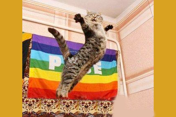 Woman disowns &#039;gay&#039; cat