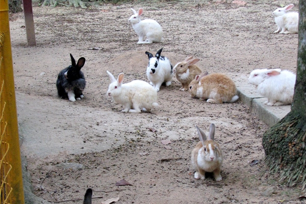 Woman chased by colony of rabbits },{Woman chased by colony of rabbits 