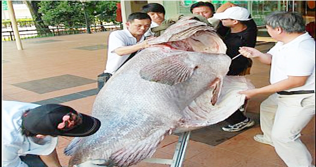 Gigantic Fish caught in Singapore!