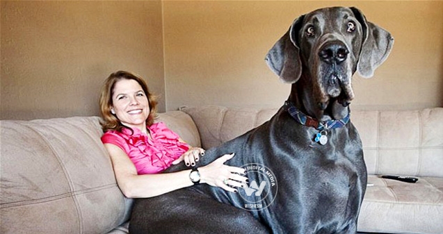 World&#039;s tallest dog is dead},{World&#039;s tallest dog is dead