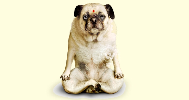  Doga,  the latest in fitness},{ Doga,  the latest in fitness